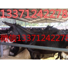 德州肉驴价格