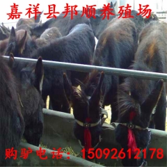 【乌头驴】乌头驴又名德州驴，想买德州驴到嘉祥邦顺养殖场