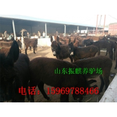 出售优质德州驴 德州驴养殖基地 养殖小公驴小母驴投资成本