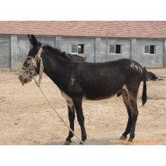 供应纯种德州驴 —杂交改良德州驴 —德州驴驴苗