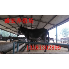 出售优质德州驴 供应肉驴 德州驴肉驴价格