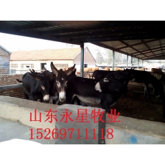 山东肉驴养殖场出售德州驴 小驴苗的价钱 指导养殖技术送铡草机