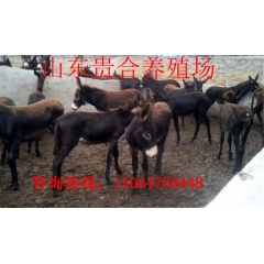 最大肉驴养殖基地 出售肉驴 德州驴 德州驴肉驴价格