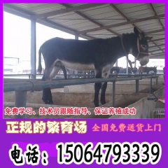 纯种育肥肉驴 架子驴 大量出售德州驴