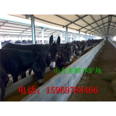 销售育肥德州驴，三粉驴成年驴效率怎么样，山东德州驴养殖