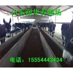 养驴效益怎么样 杂交肉率驴苗多少钱 德州驴 小驴苗多