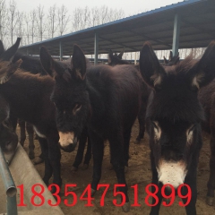 肉驴仔价格 选择肉驴来忠义 批发高产德州驴 货到付款
