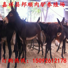 销售德州驴 乌头驴价格 联系好驴驹养殖场