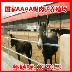 厂家出售肉驴价格=毛驴品种 德州驴 云南驴 驴驹