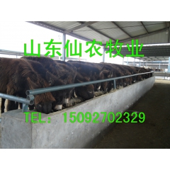肉驴 德州驴 养殖致富优选 山东仙农牧业是首选