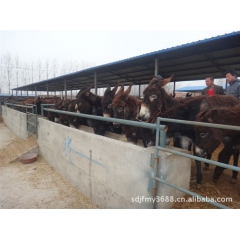 德州驴   肉驴养殖场厂家供应产肉率高肉驴  价格合理
