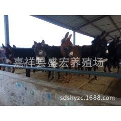 山东济宁驴苗 德州驴 肉驴苗养殖技术