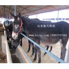 【创业项目】低成本，高效益，养殖肉驴，德州驴，肉驴养殖场