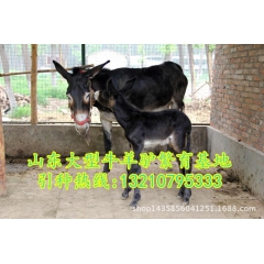 出售优质德州驴 德州驴养殖基地