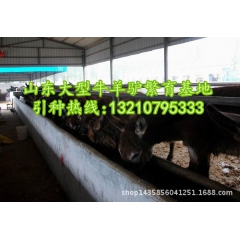 出售优质德州驴 德州驴养殖基地 养殖小公驴小母驴投资成本利润