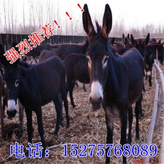 山东大型驴养殖场 德州驴、肉驴 驴苗 驴驹 量大免费运输