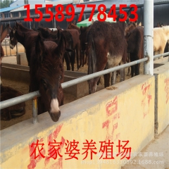 哪里销售德州驴 哪里销售的德州驴小驴驹品种好