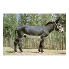 养殖驴品种选择长势快的德州驴