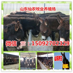 山东肉驴德州驴 乌头驴 山东肉驴 改良乌头驴 育肥毛驴