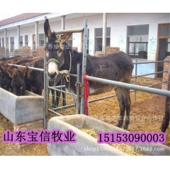 山东宝信牧业出售德州驴，德州驴肉驴，【包运输，包技术】