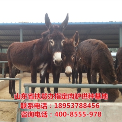 山东大型养驴基地批发 养殖种驴 育肥小驴驹 纯种德州驴 免运...