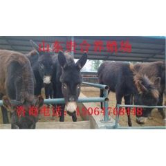 供应德州驴 肉驴养殖场 德州驴好养殖 长势快 出肉率高