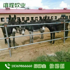 德州驴 低价热销 德州驴 最新价格 养殖场供货毛驴市场