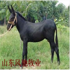 德州驴 德州驴价格 德州驴养殖 德州驴繁育基地