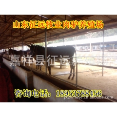 山东养殖场厂价直销德州驴，提供肉驴养殖技术-免费运输货到付款