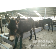 德州驴 提供如何养肉驴,养肉驴技巧,肉驴最适应的生长环境