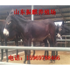 优质德州驴 德州驴驴仔 活驴出售 德州驴养殖技术 德州驴养殖...