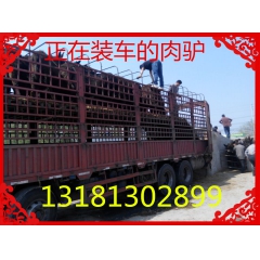 山东肉驴养殖场 肉驴 德州驴 供应肉驴