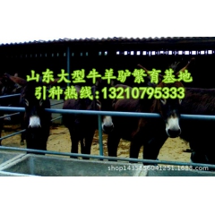 出售优质德州驴 德州驴养殖基地 乌头驴小驴苗出售
