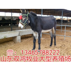 山东最大的肉驴养殖场 繁育驴驹 毛驴 德州驴 肉驴价格