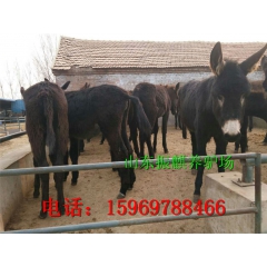 德州驴,德州驴养殖基地,德州驴价格
