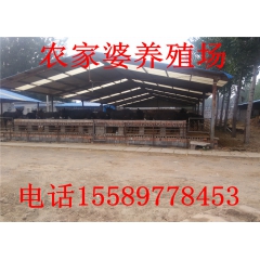 农家婆供应肉驴驴驹 【乌头驴】、德州驴、三粉驴肉驴驴驹