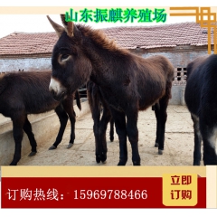 肉驴仔价格 成年肉驴的价格 改良肉驴品种与德州驴
