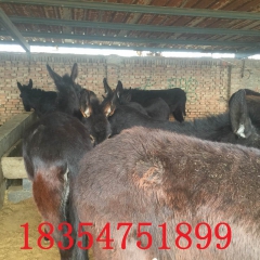 银川肉驴养殖基地大量出售德州驴 肉驴价格 驴苗育肥