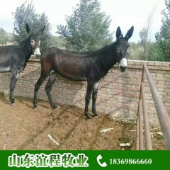山东谊程肉驴养殖基地急销肉驴 德州驴 肉驴价格 关中驴 驴驹
