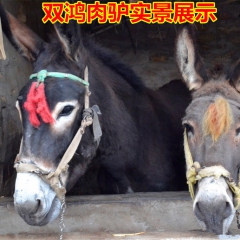 200斤肉驴多少钱一头 新疆小肉驴 肉驴苗肉驴 德州驴