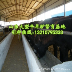 出售优质德州驴 小驴苗 驴驹养殖 肉驴价格