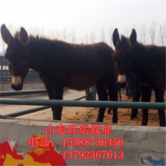 哪里有200三百斤 德州驴 改良肉驴价格 小驴驹供应 乌头驴...