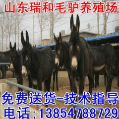 肉驴品种德��驴乌头驴关中驴加米驴新疆驴肉驴多少钱一头德州驴