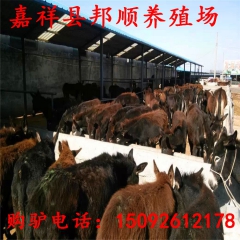 德州驴 新疆肉驴养殖场，新疆肉驴苗，驴苗养殖技术