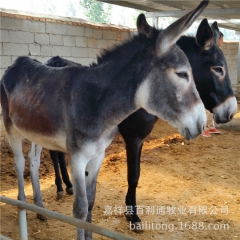 新疆肉驴养殖场 河北肉驴基地 昌南销售纯种肉驴苗 德州驴