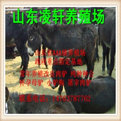 国家AAA肉驴养殖基地 批发销售肉驴 德州驴 小驴苗 种公驴