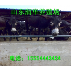 个体肉驴养殖场大量销售肉驴驴驹 德州驴 泌阳驴品种全 价格低