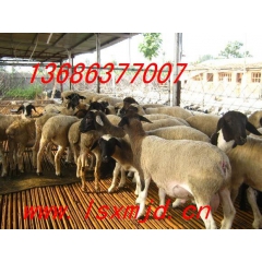 内蒙杜泊羊养殖供求基地内蒙杜泊羊市场价格