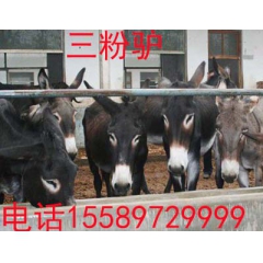 驴的养殖优势分析出自嘉祥肉驴养殖场