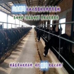 德州驴 三粉驴  大型肉驴养殖基地